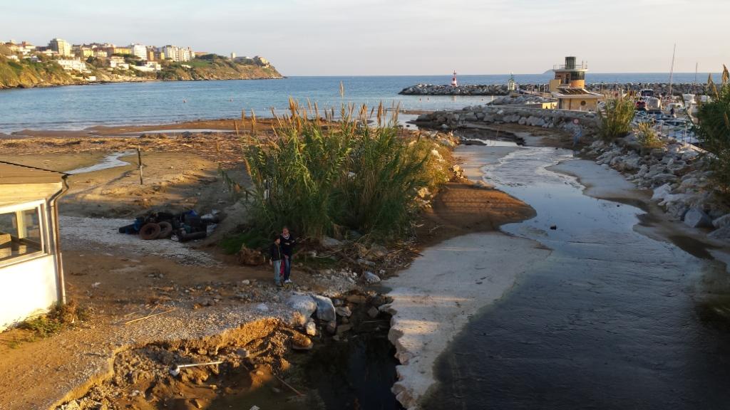 Rio Salivoli (Piombino) - rospi smeraldini in citt!